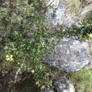 Phebalium squamulosum subsp. ozothamnoides at Mount Clear, ACT - 28 Nov 2021 01:12 PM