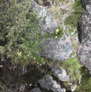 Phebalium squamulosum subsp. ozothamnoides at Mount Clear, ACT - 28 Nov 2021