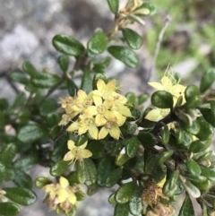 Phebalium squamulosum subsp. ozothamnoides at Mount Clear, ACT - 28 Nov 2021 01:12 PM