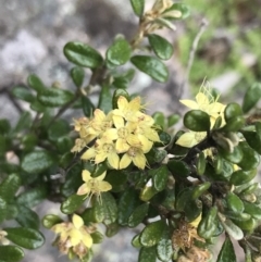 Phebalium squamulosum subsp. ozothamnoides at Mount Clear, ACT - 28 Nov 2021
