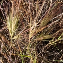 Aristida behriana (Bunch Wiregrass) at Fentons Creek, VIC - 5 Dec 2021 by KL