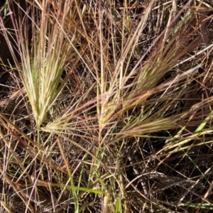 Aristida behriana (Bunch wiregrass) at Fentons Creek, VIC by KL