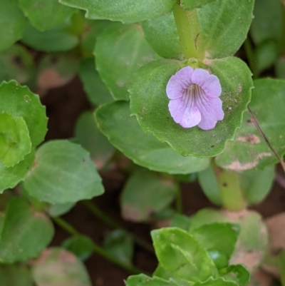 Gratiola peruviana (Australian Brooklime) at Carabost Flora Reserve - 6 Dec 2021 by Darcy