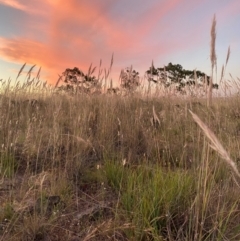 Austrostipa mollis at Fentons Creek, VIC - 3 Dec 2021 by KL