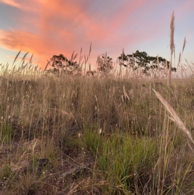 Unidentified Grass at Fentons Creek, VIC - 3 Dec 2021 by KL