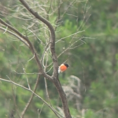 Petroica boodang (Scarlet Robin) at Carabost, NSW - 6 Dec 2021 by Darcy
