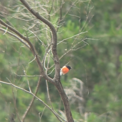 Petroica boodang (Scarlet Robin) at Carabost Flora Reserve - 6 Dec 2021 by Darcy