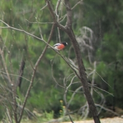 Petroica boodang at Carabost, NSW - 6 Dec 2021 11:25 AM