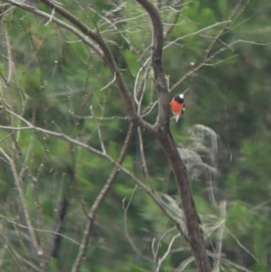 Petroica boodang at Carabost, NSW - 6 Dec 2021 11:25 AM