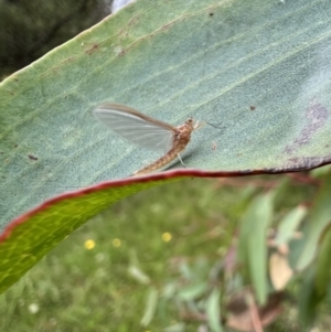 Ephemeroptera (order) at Murrumbateman, NSW - 6 Dec 2021