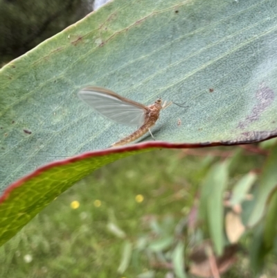 Ephemeroptera (order) (Unidentified Mayfly) at Murrumbateman, NSW - 6 Dec 2021 by SimoneC