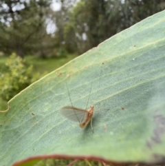 Ephemeroptera (order) at Murrumbateman, NSW - 6 Dec 2021 04:15 PM