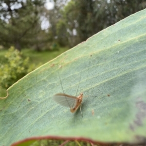 Ephemeroptera (order) at Murrumbateman, NSW - 6 Dec 2021 04:15 PM