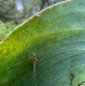 Ephemeroptera (order) at Murrumbateman, NSW - 6 Dec 2021