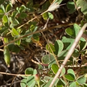 Oxalis sp. at Fentons Creek, VIC - 5 Dec 2021