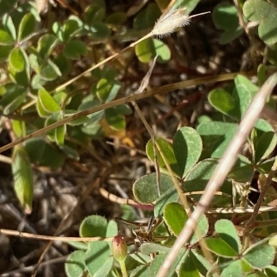 Oxalis sp. (Wood Sorrel) at Fentons Creek, VIC - 5 Dec 2021 by KL