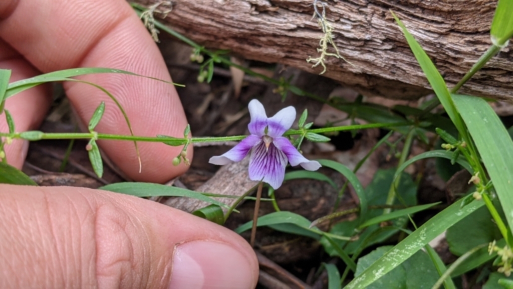 Viola hederacea at Coppabella, NSW - 6 Dec 2021