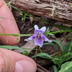 Viola hederacea at Coppabella, NSW - 6 Dec 2021
