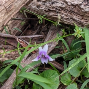 Viola hederacea at Coppabella, NSW - 6 Dec 2021 02:07 PM