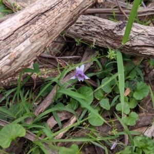 Viola hederacea at Coppabella, NSW - 6 Dec 2021 02:07 PM