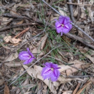 Thysanotus tuberosus at Coppabella, NSW - 6 Dec 2021