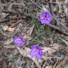 Thysanotus tuberosus (Common Fringe-lily) at Coppabella, NSW - 6 Dec 2021 by Darcy