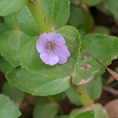 Gratiola peruviana (Australian Brooklime) at Mundaroo Flora Reserve - 6 Dec 2021 by Darcy