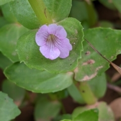 Gratiola peruviana at Coppabella, NSW - 6 Dec 2021