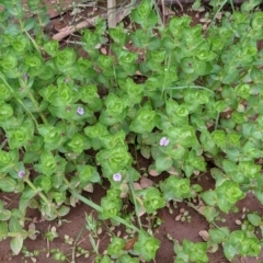 Gratiola peruviana at Coppabella, NSW - 6 Dec 2021