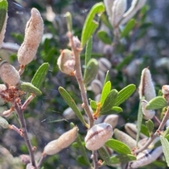 Acacia montana (Mallee Wattle) at Suttons Dam - 4 Dec 2021 by KL