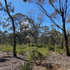 Acacia montana at Fentons Creek, VIC - 5 Dec 2021
