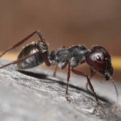 Camponotus suffusus (Golden-tailed sugar ant) at Acton, ACT - 28 Nov 2021 by TimL