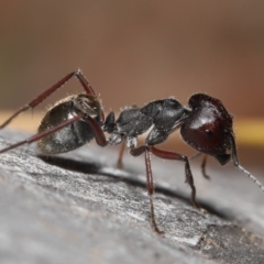 Camponotus suffusus at Acton, ACT - 28 Nov 2021 01:00 PM