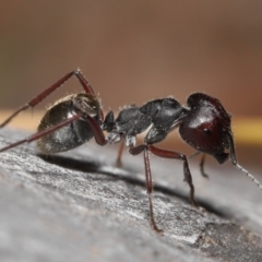 Camponotus suffusus at Acton, ACT - 28 Nov 2021