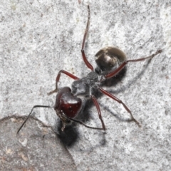 Camponotus suffusus at Acton, ACT - 28 Nov 2021 01:00 PM