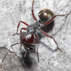 Camponotus suffusus at Acton, ACT - 28 Nov 2021 01:00 PM