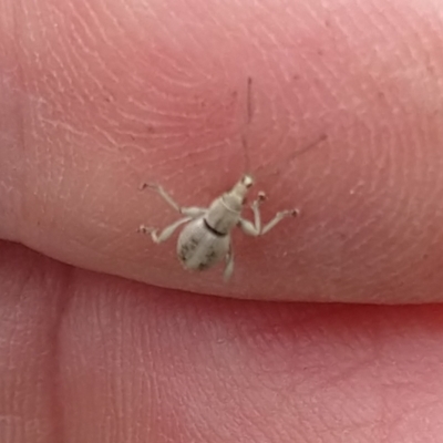 Merimnetes (genus) (A weevil) at Surf Beach, NSW - 4 Dec 2021 by LyndalT