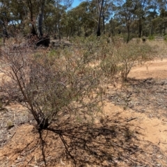 Acacia genistifolia at Fentons Creek, VIC - 5 Dec 2021