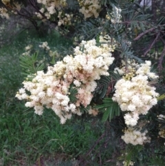 Acacia mearnsii (Black Wattle) at Majors Creek, NSW - 4 Dec 2021 by LyndalT