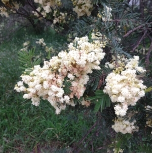 Acacia mearnsii at Majors Creek, NSW - 4 Dec 2021