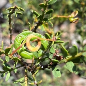 Acacia acinacea (TBC) at suppressed by KL