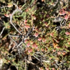 Calytrix tetragona (Common Fringe-myrtle) at Suttons Dam - 4 Dec 2021 by KL