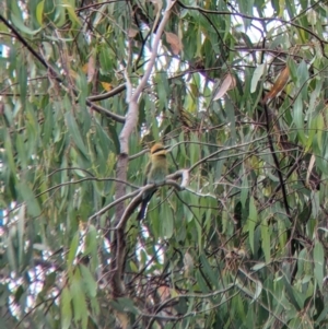 Merops ornatus at Bonegilla, VIC - 5 Dec 2021