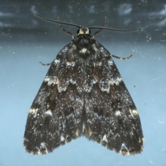 Halone coryphoea (Eastern Halone moth) at Ainslie, ACT - 9 Nov 2021 by jbromilow50