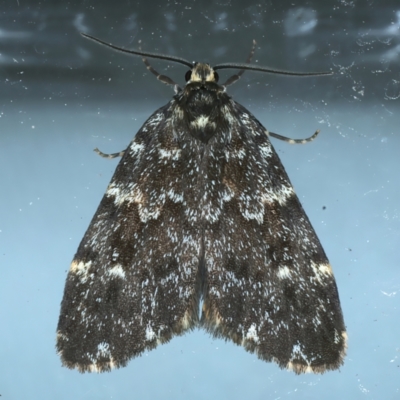 Halone coryphoea (Eastern Halone moth) at Ainslie, ACT - 10 Nov 2021 by jb2602