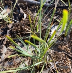 Lomandra filiformis subsp. coriacea (Wattle Matrush) at Fentons Creek, VIC - 5 Dec 2021 by KL