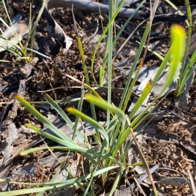 Lomandra filiformis subsp. coriacea (Wattle Matrush) at Suttons Dam - 4 Dec 2021 by KL