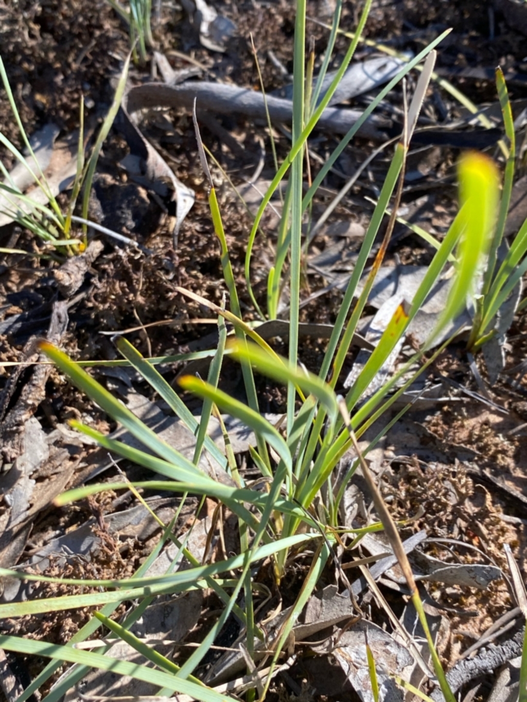 Lomandra filiformis subsp. coriacea at Fentons Creek, VIC - 5 Dec 2021