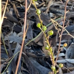 Bulbine sp. at Fentons Creek, VIC - 4 Dec 2021 by KL