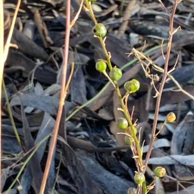 Bulbine sp. at Suttons Dam - 4 Dec 2021 by KL